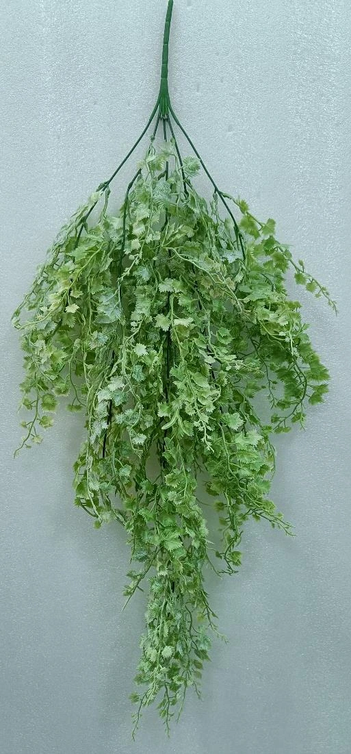 Green Creeper x5 Sml leaf